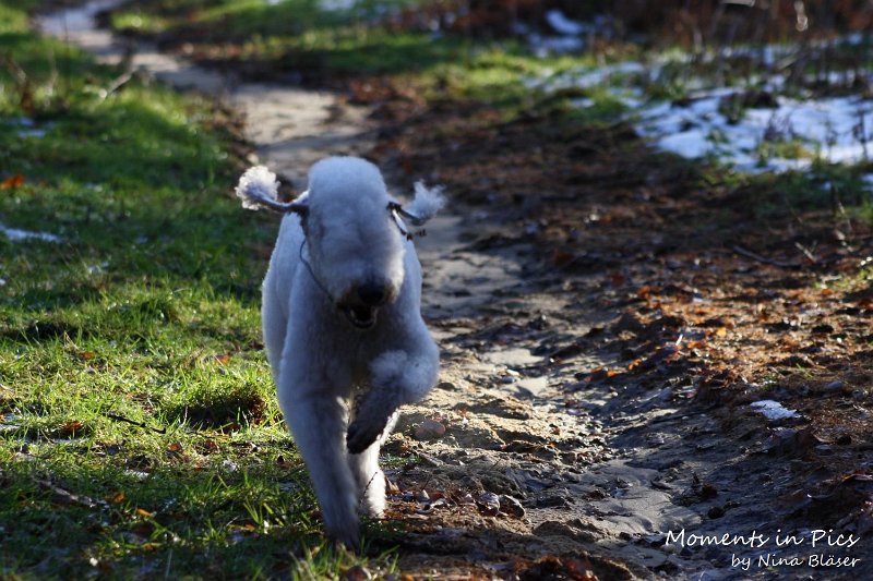 Airis Blue Volshebny Svet 2009-12-26 (12).JPG